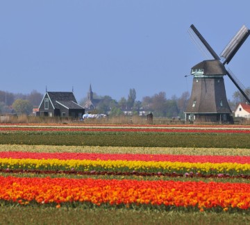 Foto bloembollenvelden.jpg